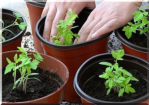 How-to-plant-the-tomato-plant