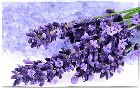 Lavender flowers 