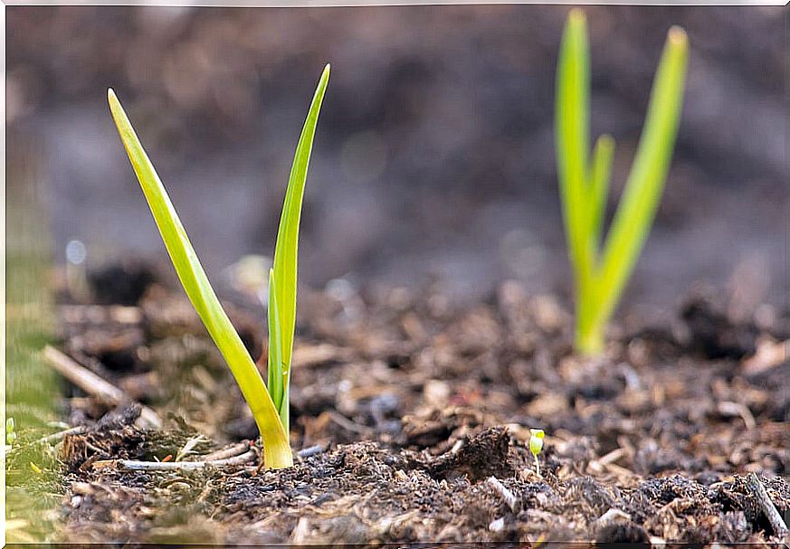 How to grow garlic at home?