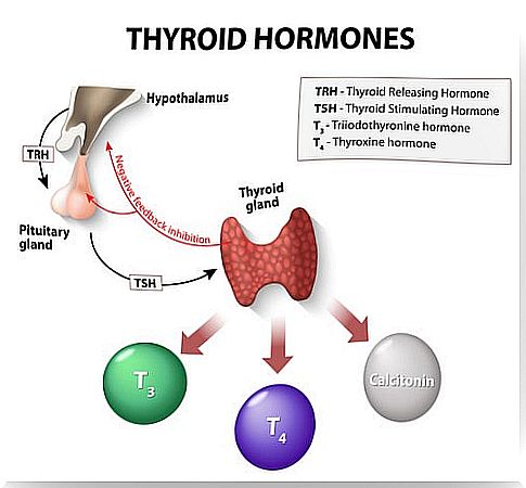 Levothyroxine to regulate the thyroid