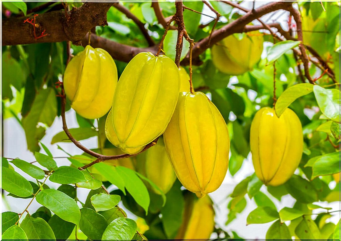 Carambola fruit on the tree