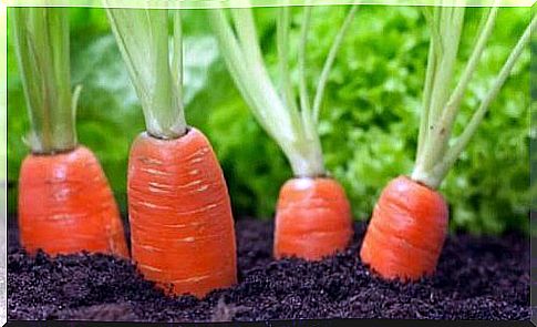 carrots